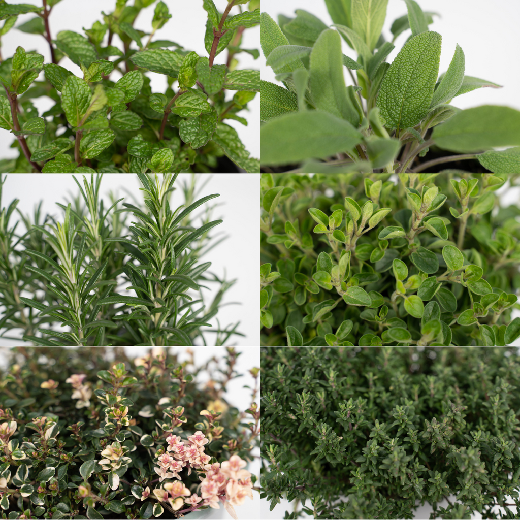 Tuinkruiden Mix - 4 stuks - Ø14cm - ↕18cm