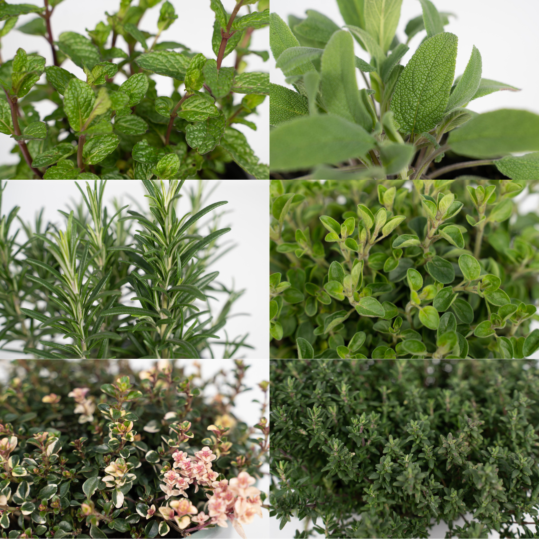 Tuinkruiden Mix - 4 stuks - Ø14cm - ↕18cm