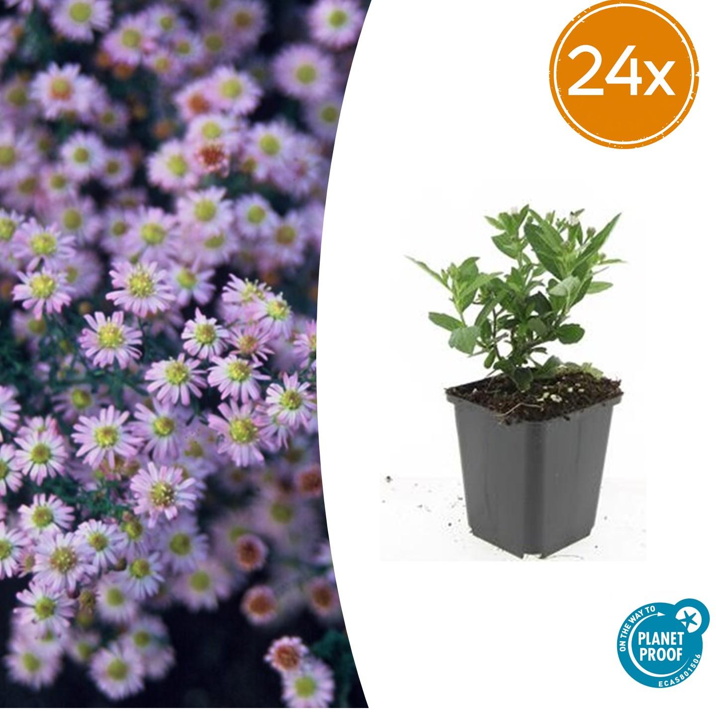 Aster ageratoides 'Stardust' potmaat 9 cm hoogte 10 tot 25 cm