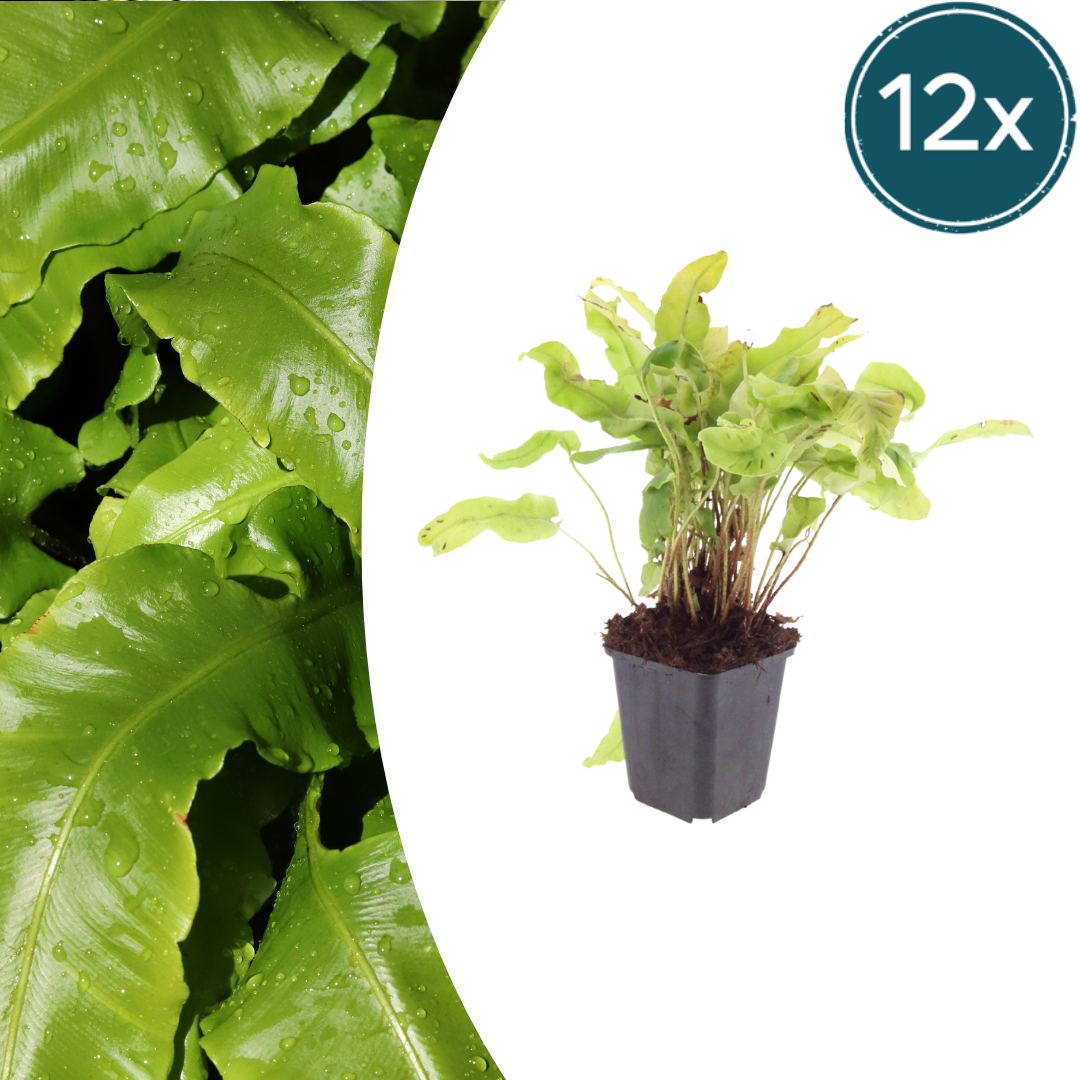 Asplenium scolopendrium potmaat 9 cm hoogte 10 tot 25 cm