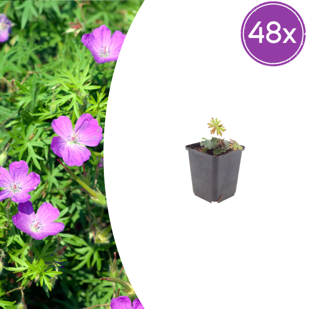 Geranium sanguineum potmaat 9 cm hoogte 10 tot 25 cm