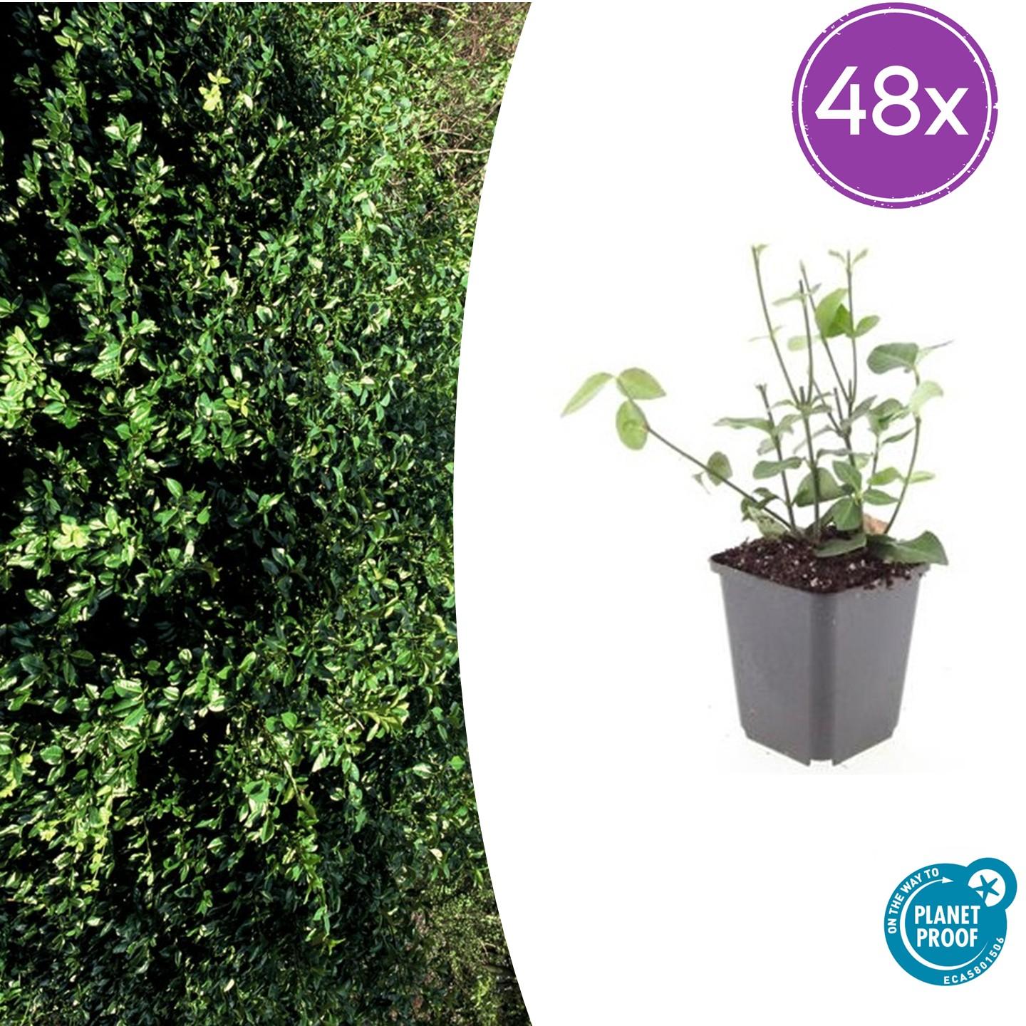 Euonymus fort. 'Coloratus' potmaat 9 cm hoogte 10 tot 25 cm