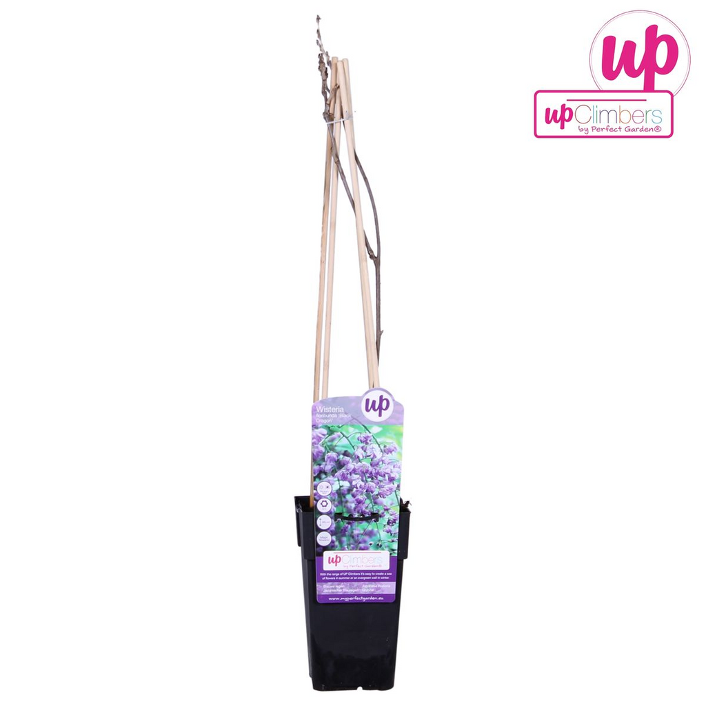 Wisteria sinensis 'Prolific' - Blauwe regen - Ø15cm - ↕65cm
