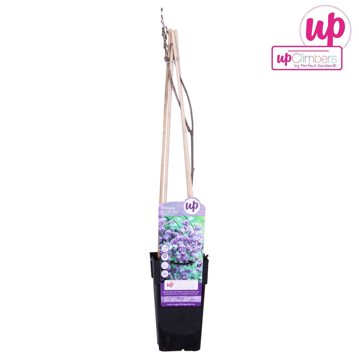 Wisteria sinensis 'Prolific' - Blauwe regen - Ø15cm - ↕65cm