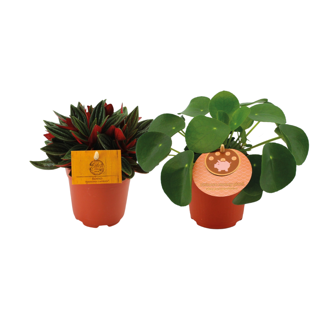 1x Peperomia Rosso + 1x Pilea Peperomioides Duo (2 stuks) potmaat 11 cm hoogte 15 cm