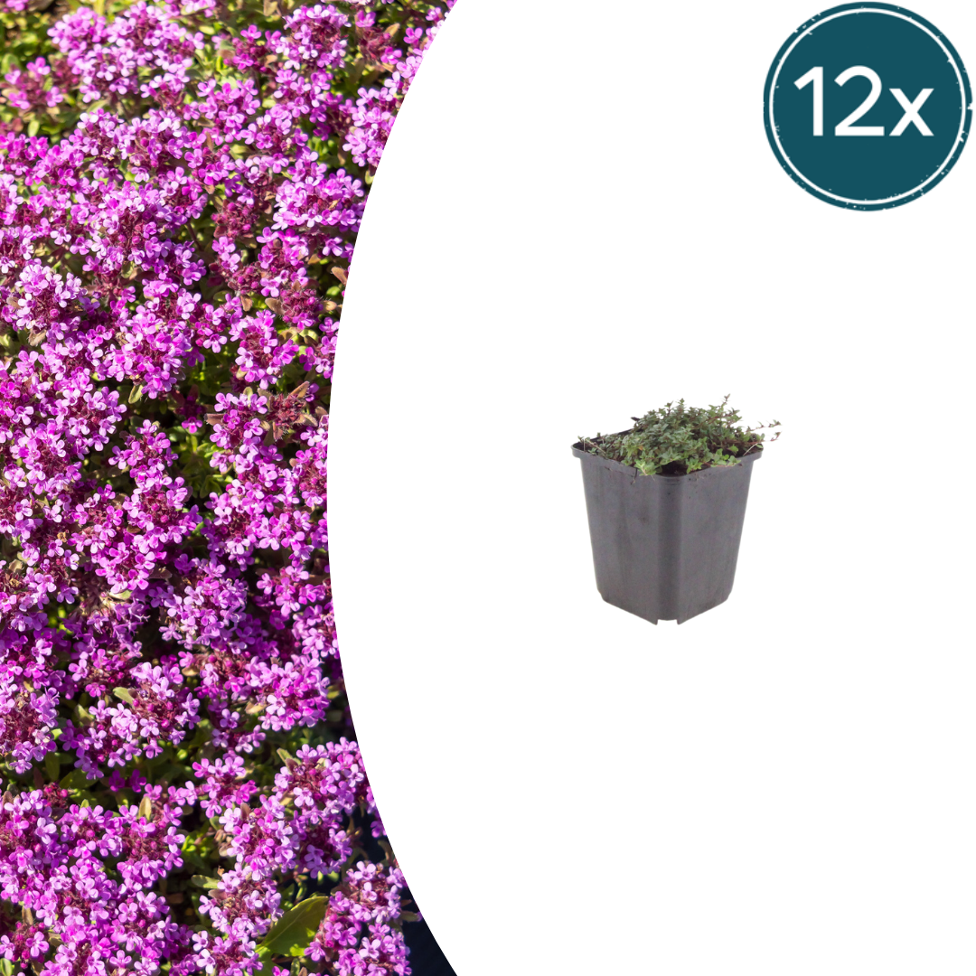 Thymus praecox 'Coccineus' potmaat 9 cm hoogte 10 tot 25 cm