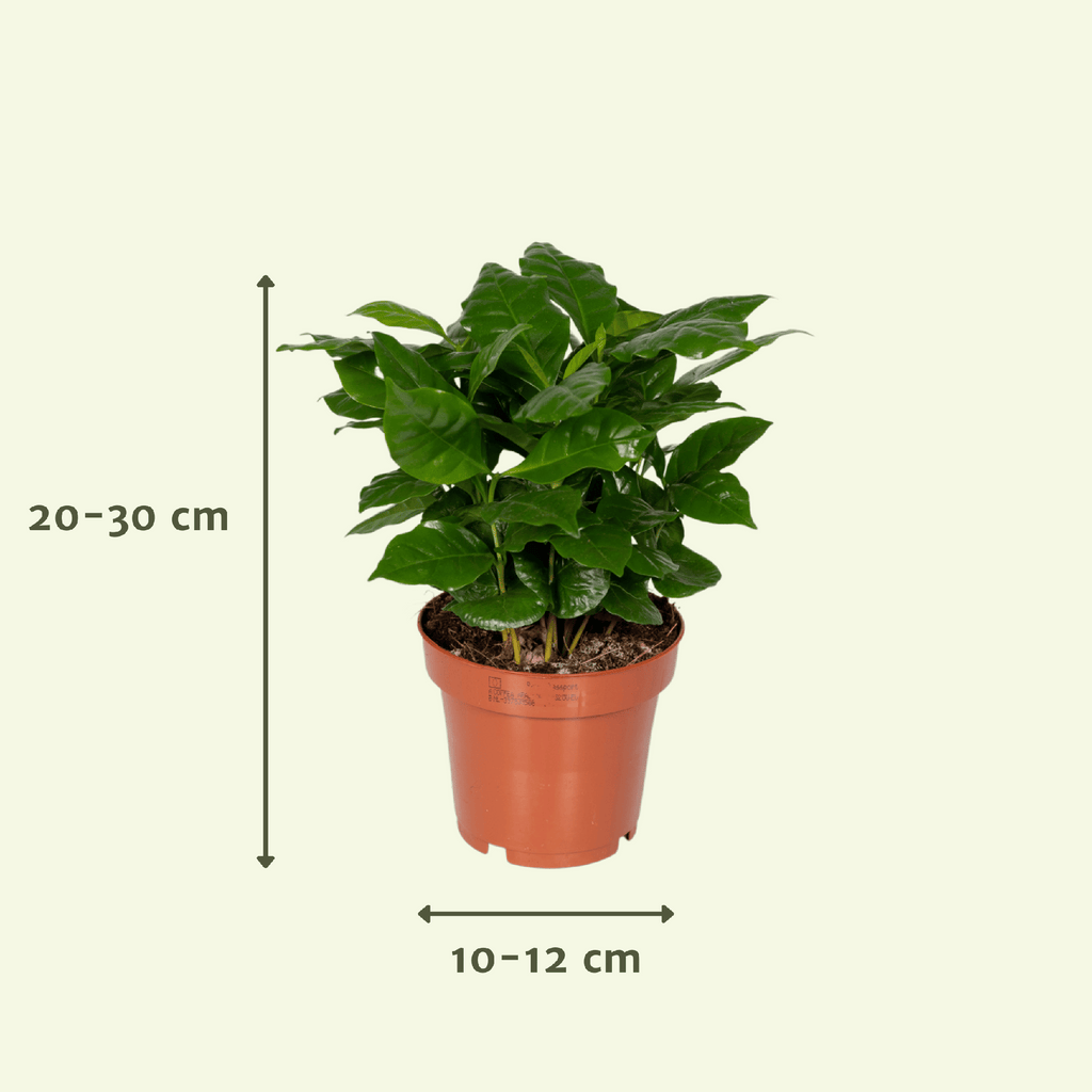 Verrassingsbox potmaat 12 cm hoogte 25 cm