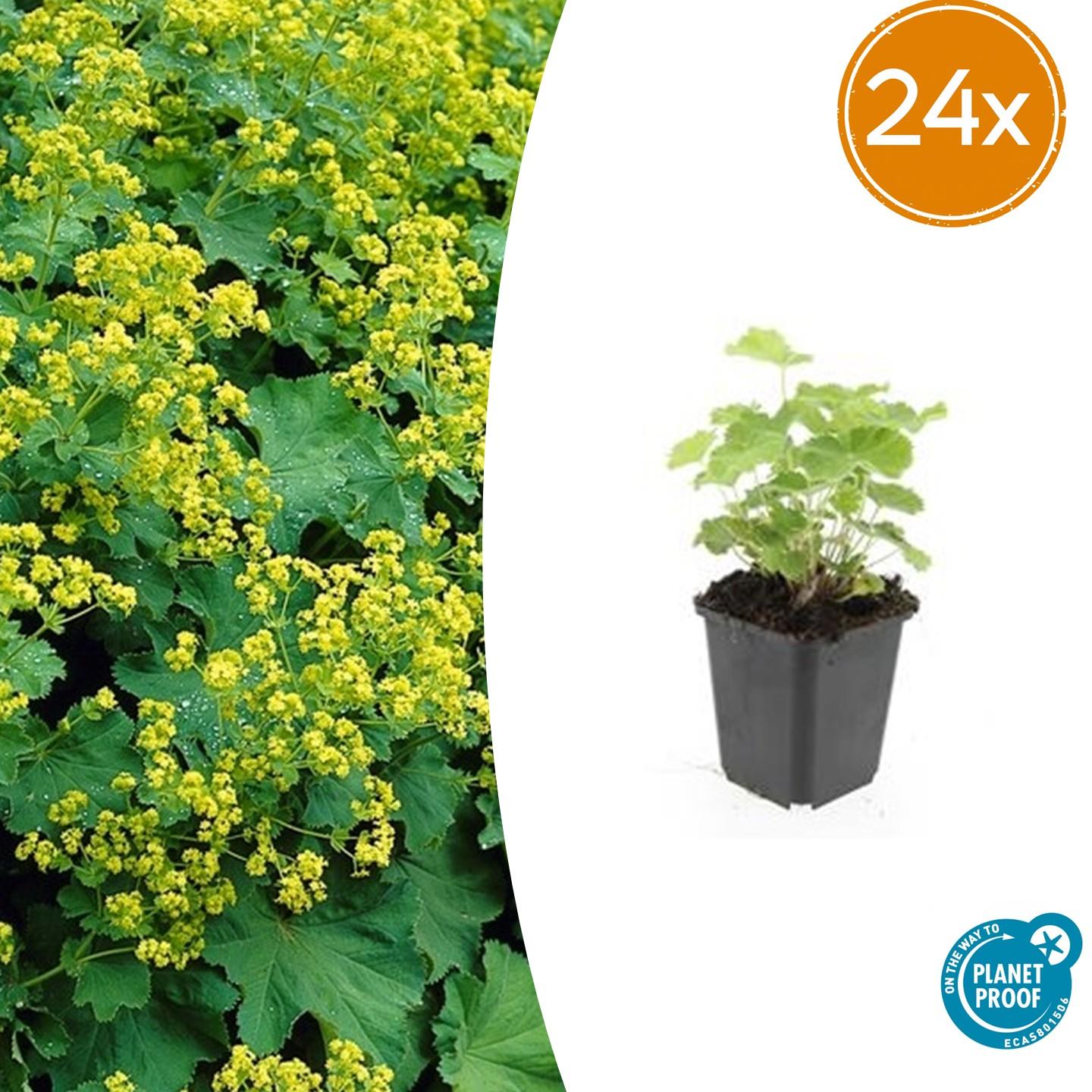 Alchemilla mollis potmaat 9 cm hoogte 10 tot 25 cm