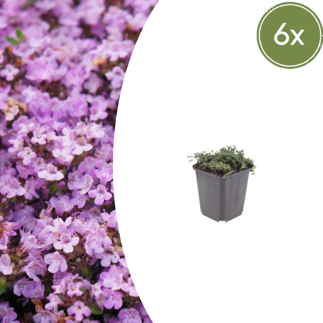 Thymus praecox 'Purple Beauty' potmaat 9 cm hoogte 10 tot 25 cm