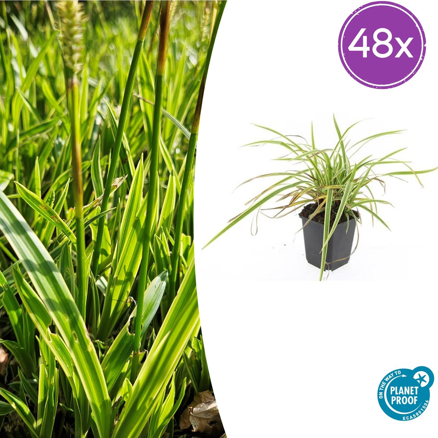 Carex morrowii 'Aureovariegata' potmaat 9 cm hoogte 10 tot 25 cm