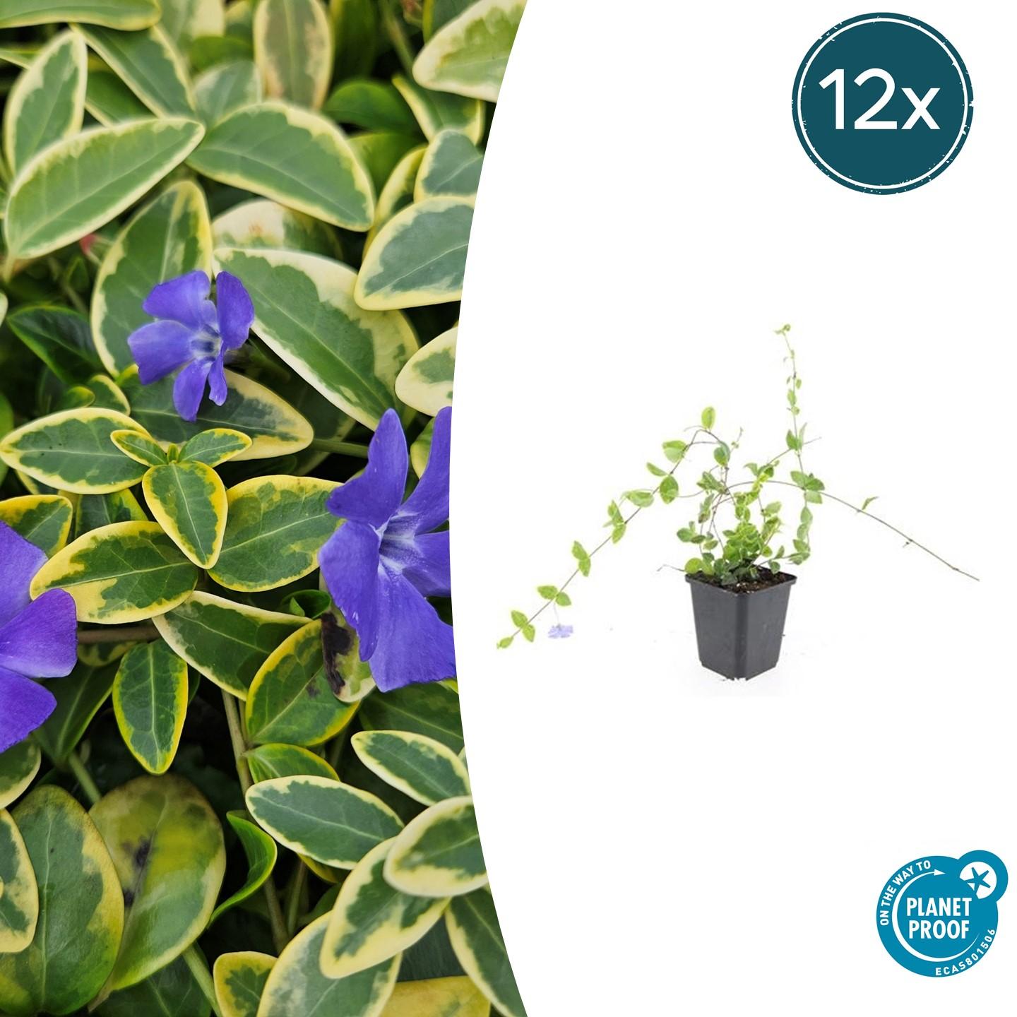 Vinca minor 'Blue and Gold' potmaat 9 cm hoogte 10 tot 25 cm
