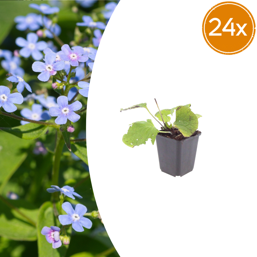 Brunnera macrophylla potmaat 9 cm hoogte 10 tot 25 cm