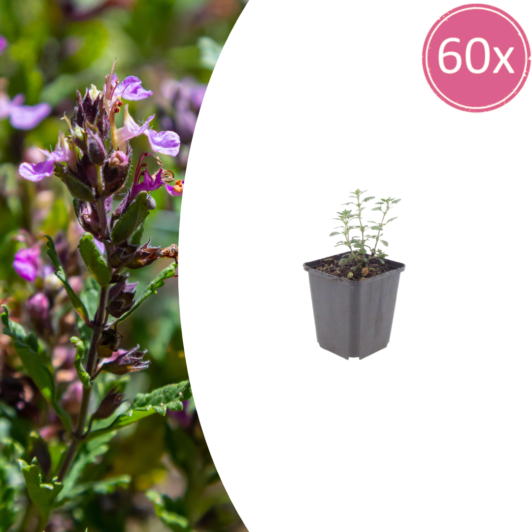 Teucrium lucidrys potmaat 9 cm hoogte 10 tot 25 cm