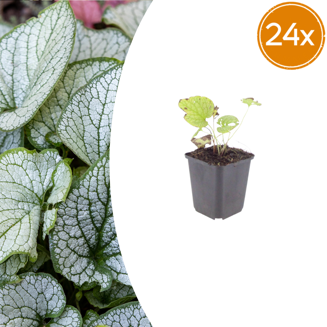 Brunnera macr. 'Jack Frost' potmaat 9 cm hoogte 10 tot 25 cm