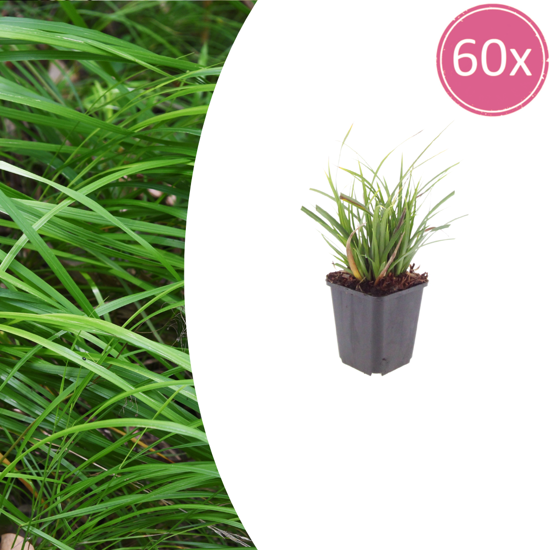 Carex morrowii potmaat 9 cm hoogte 10 tot 25 cm