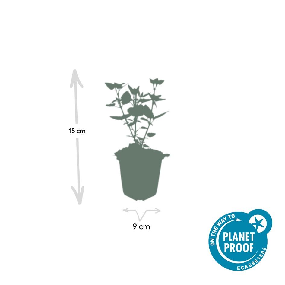 Agastache 'Blue Fortune' potmaat 9 cm hoogte 10 tot 25 cm