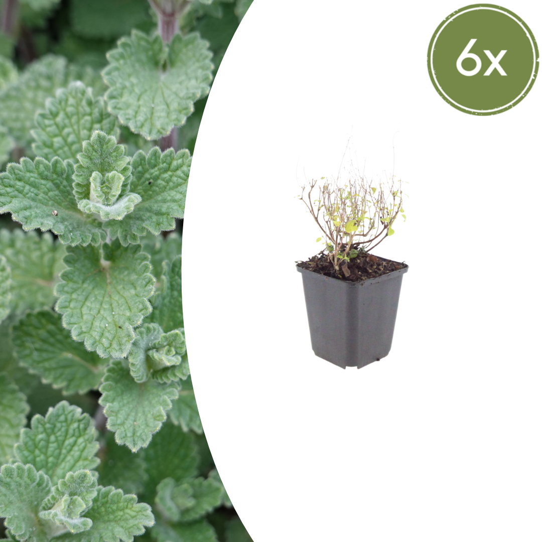 Calamintha n. nepeta potmaat 9 cm hoogte 10 tot 25 cm