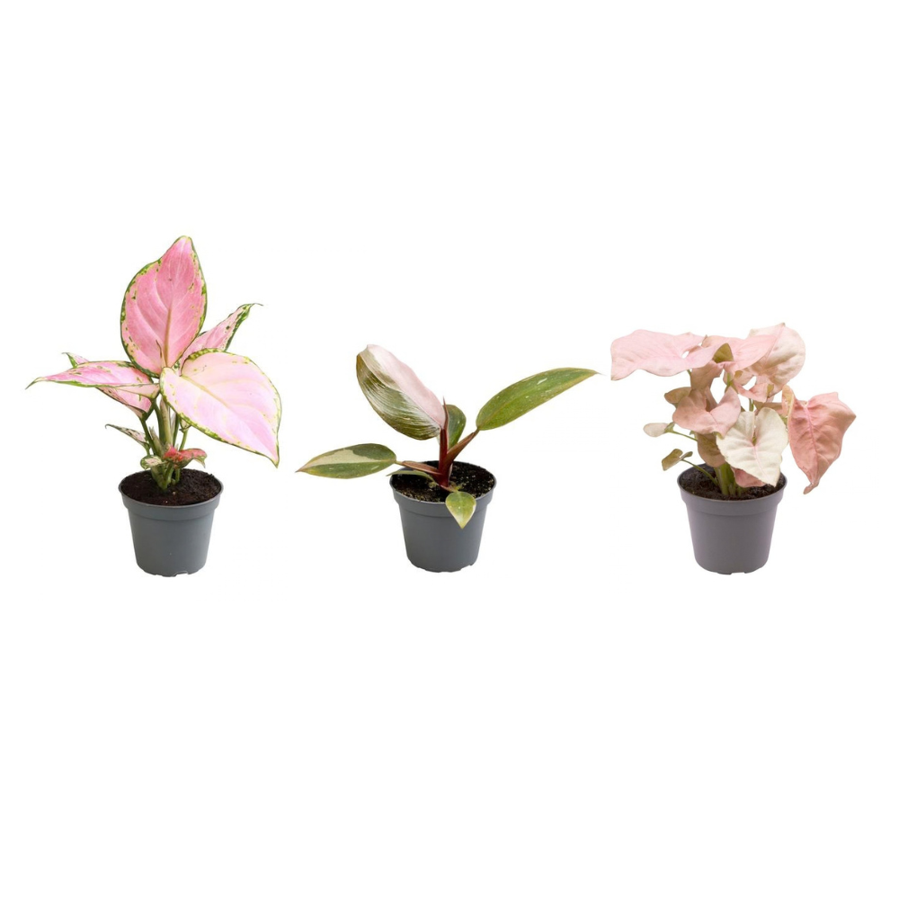 Pink is the New Green Mix (3 stuks) potmaat 7 cm