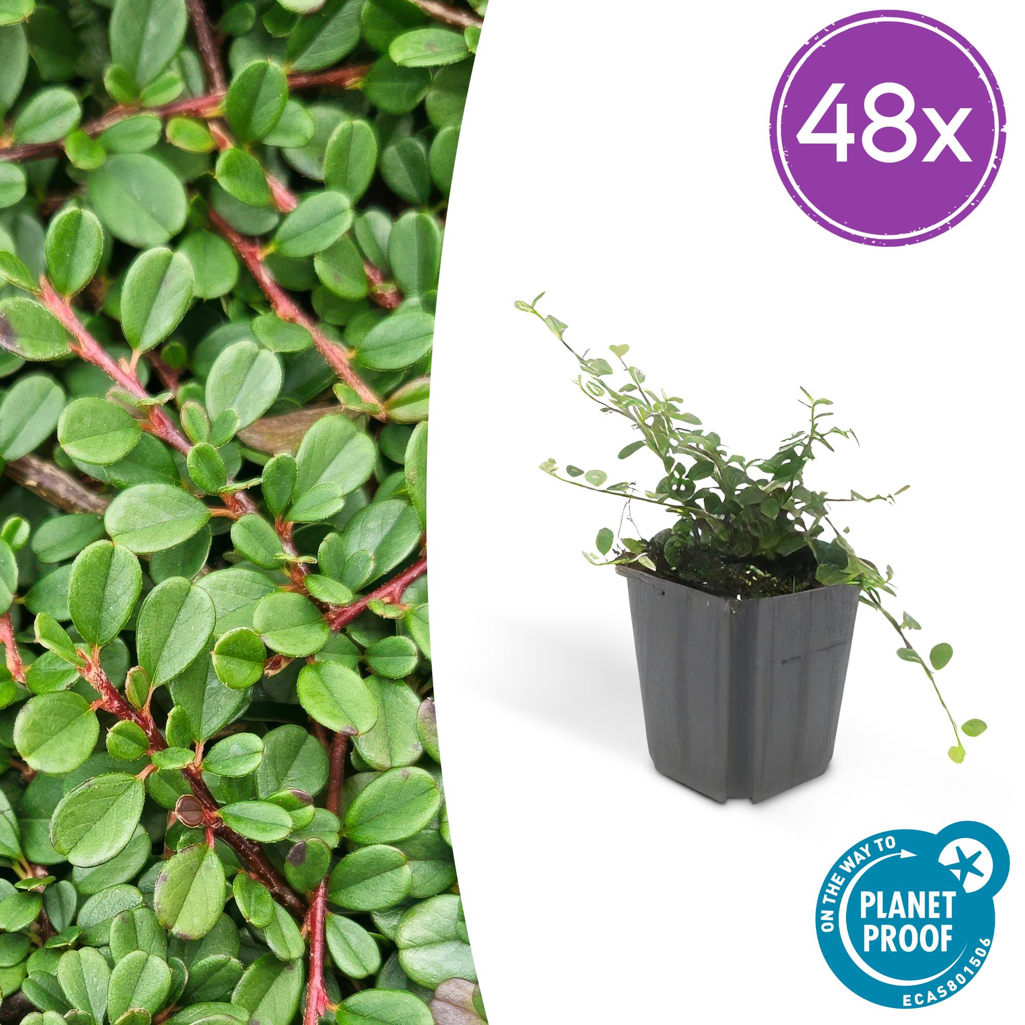 Cotoneaster pr. 'Streib's Findling' potmaat 9 cm hoogte 10 tot 25 cm