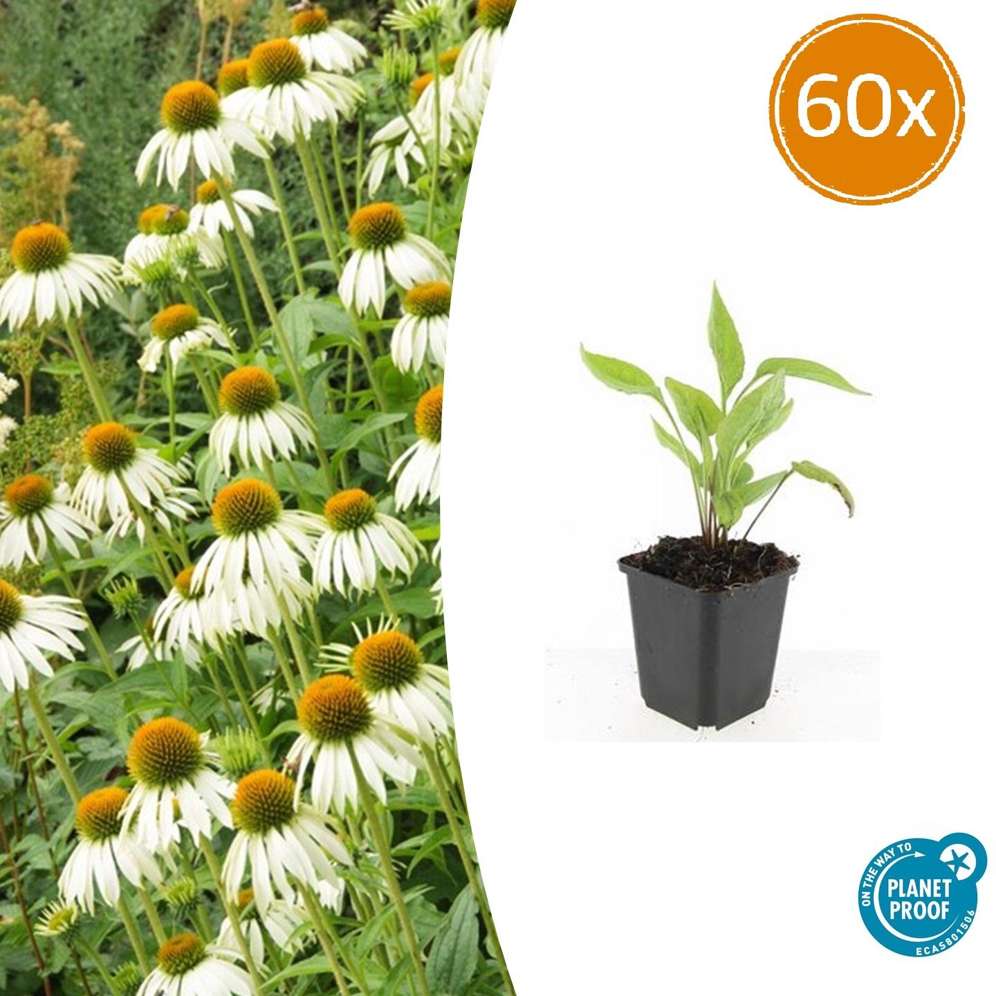 Echinacea p. 'White Swan' potmaat 9 cm hoogte 10 tot 25 cm