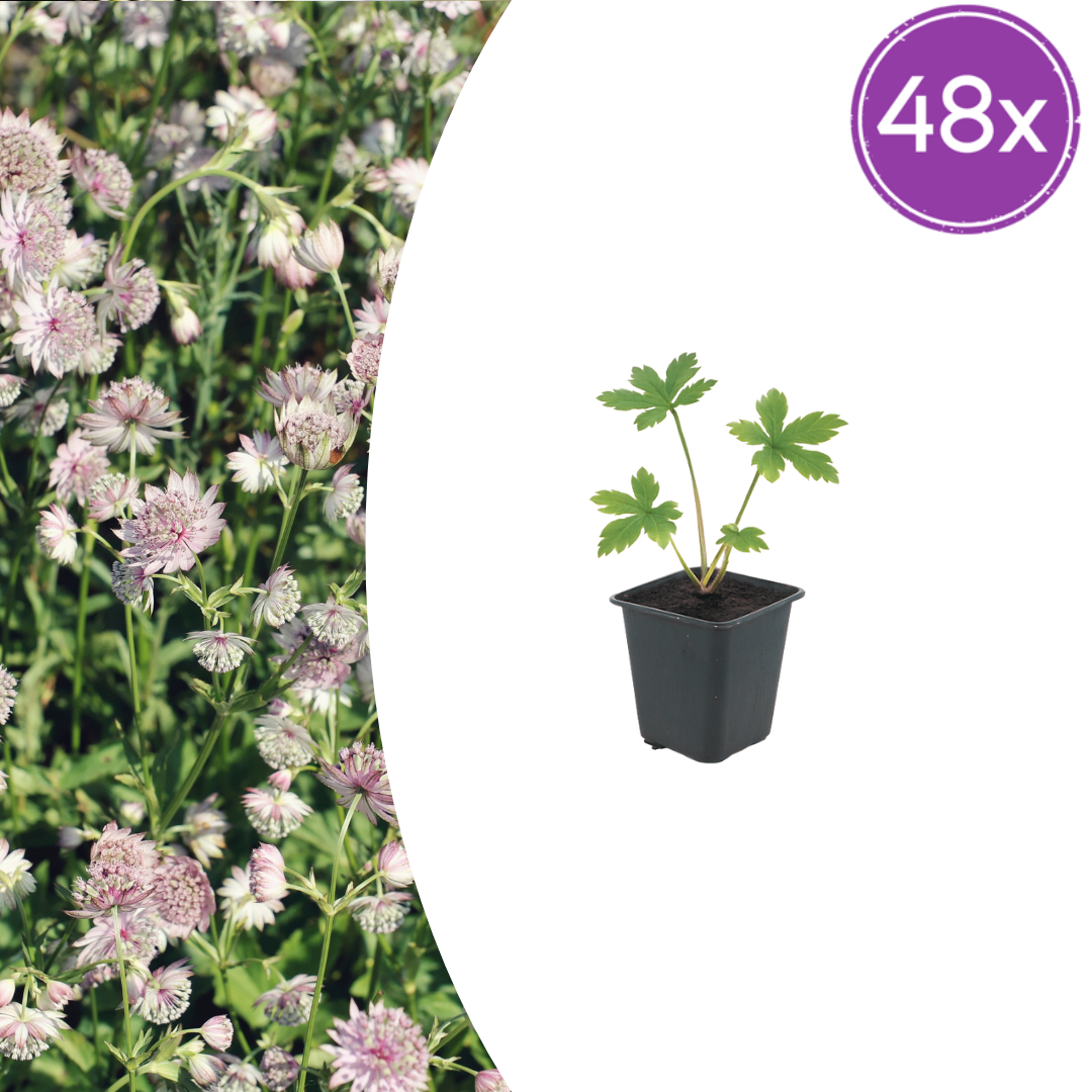 Astrantia major potmaat 9 cm hoogte 10 tot 25 cm