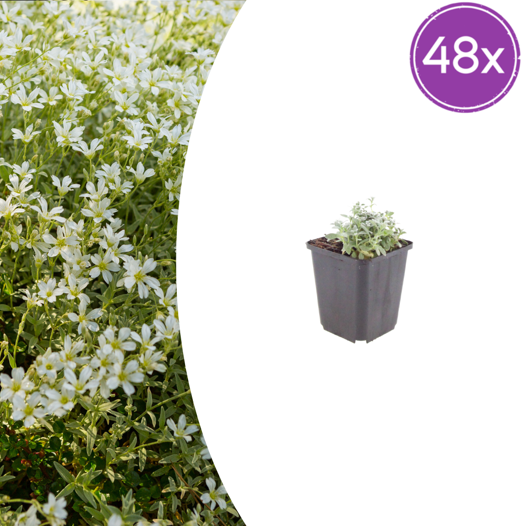 Cerastium tomentosum potmaat 9 cm hoogte 10 tot 25 cm
