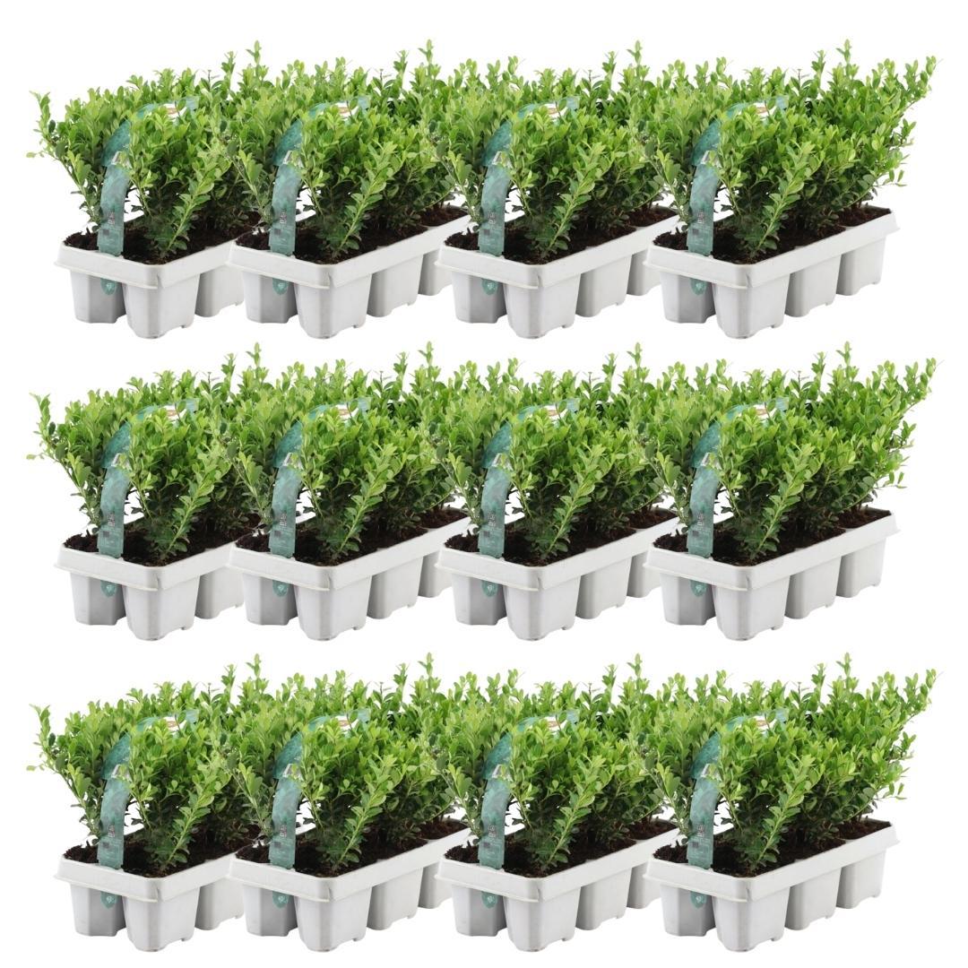 Ilex crenata 'Jenny' (6 pack) potmaat 7 cm hoogte 15 cm
