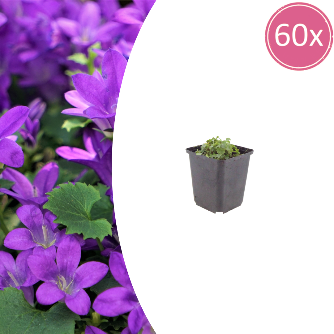 Campanula portenschlagiana potmaat 9 cm hoogte 10 tot 25 cm