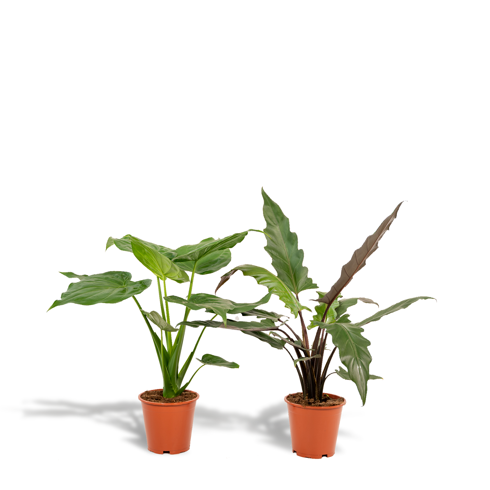 Alocasia Cucullata potmaat 19 cm hoogte 60 cm + Alocasia Lauterbachiana potmaat 19 cm hoogte 75 cm