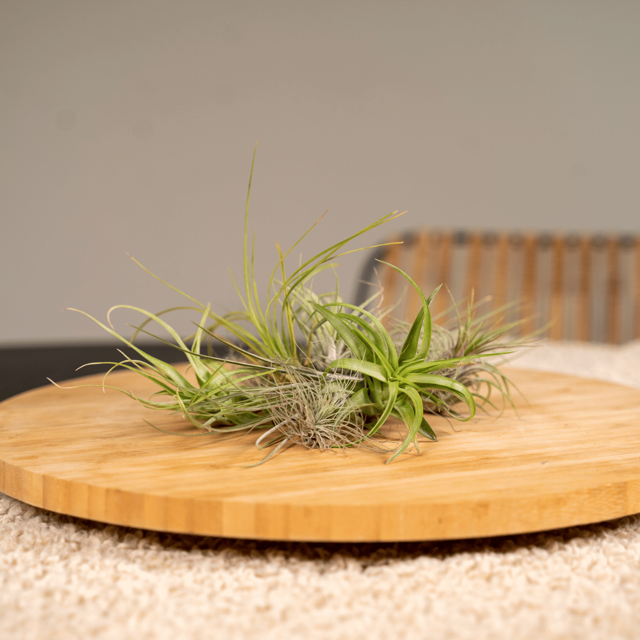 Tillandsia Air mix - 10 stuks - 6 cm - ø6