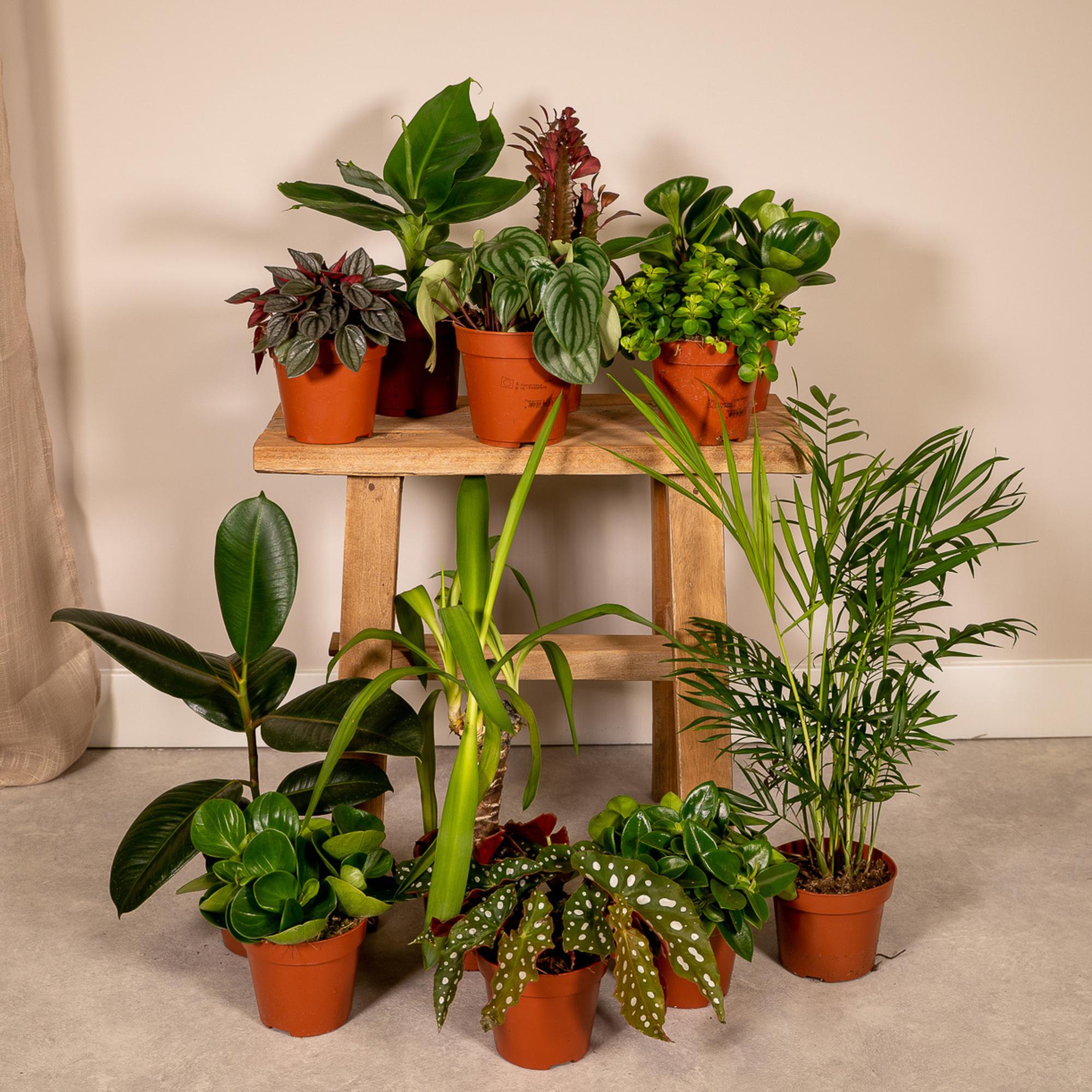 Buitenbeentjesbox potmaat 12 cm