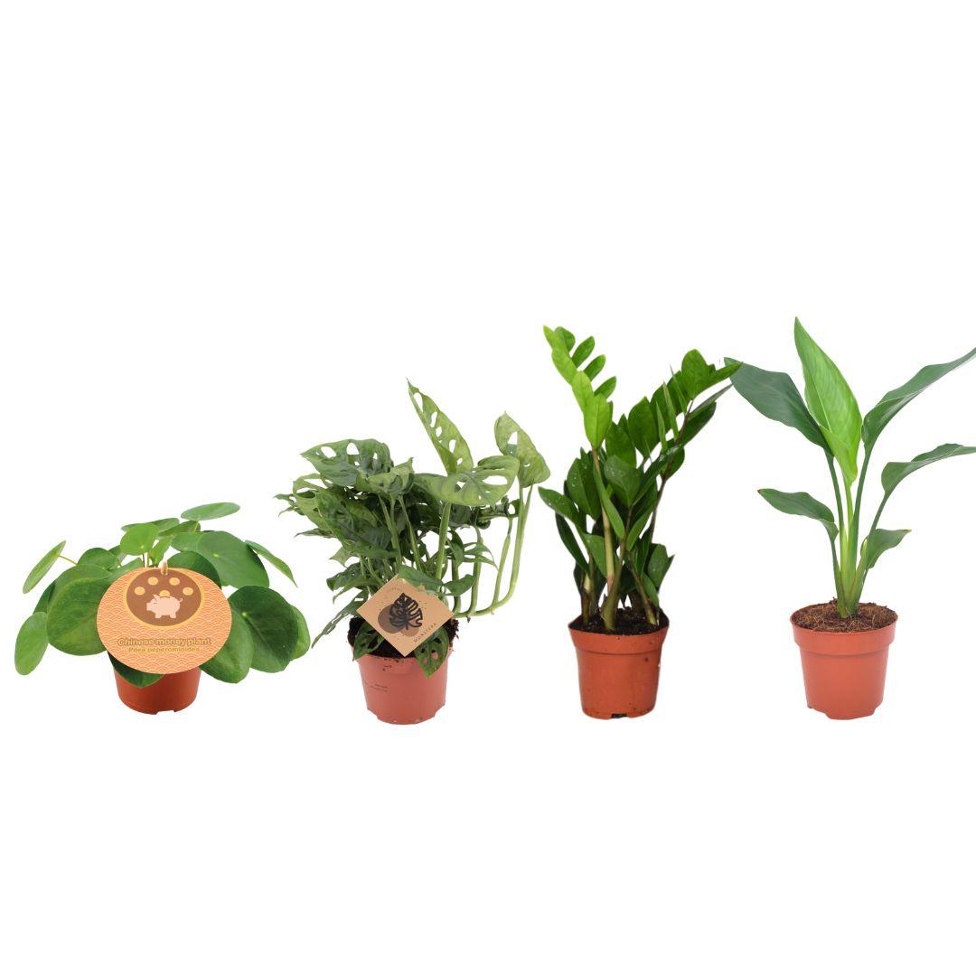 Musthave Plantenbox (4 stuks) potmaat 12 cm hoogte 20 tot 40 cm