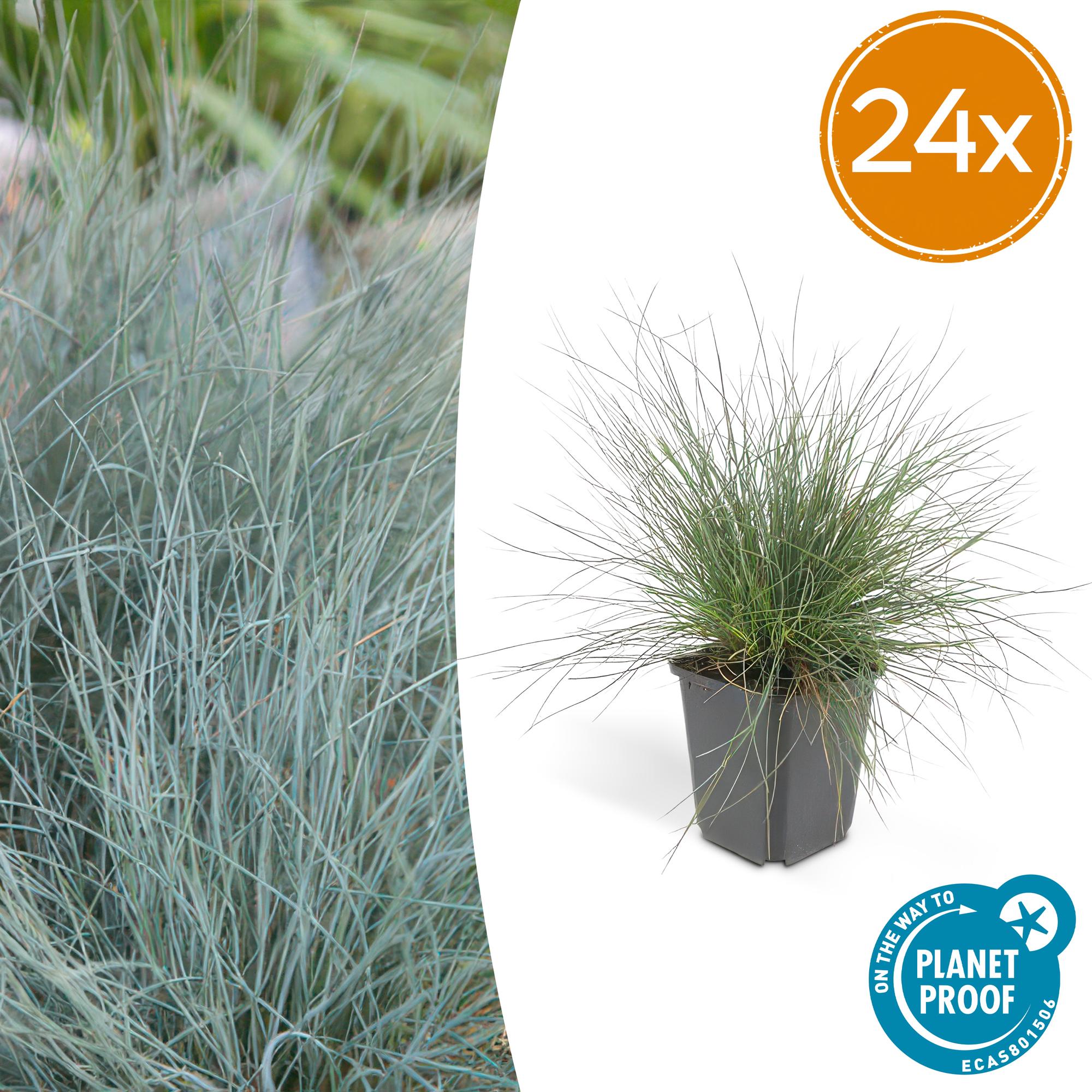 Festuca glauca 'Elijah Bleu' potmaat 9 cm hoogte 10 tot 25 cm