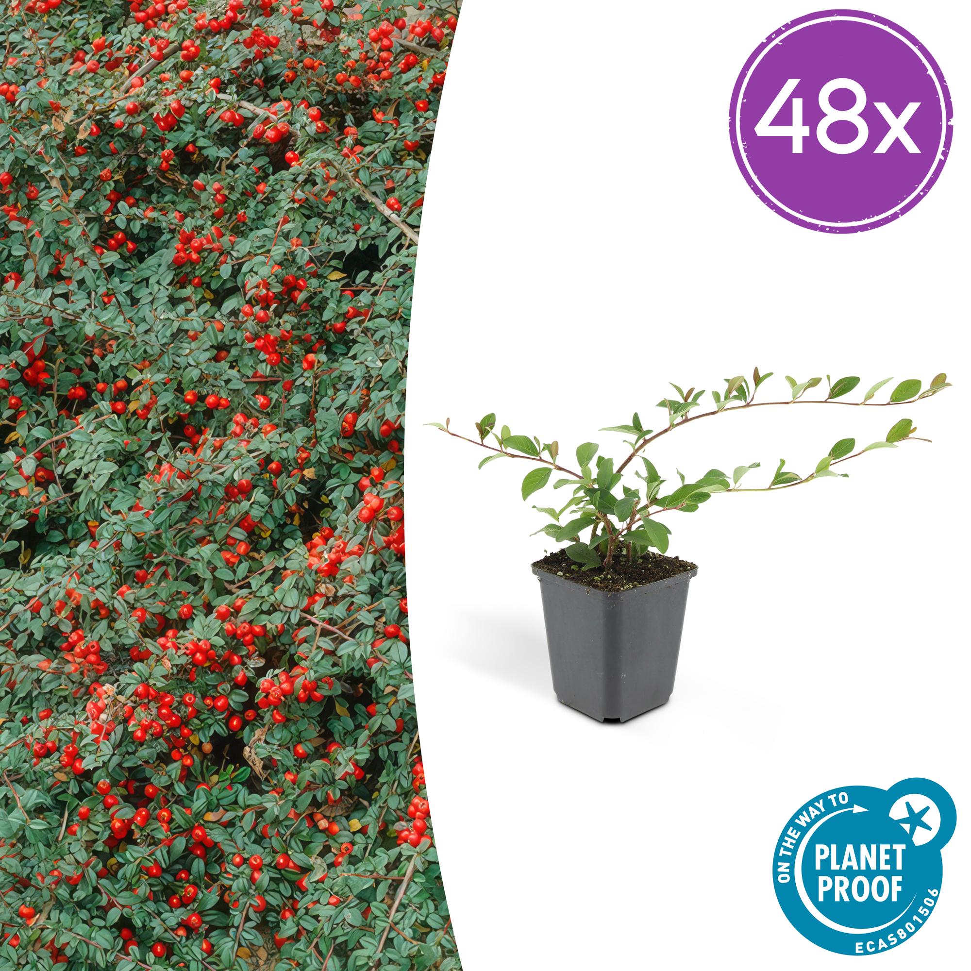Cotoneaster dam. 'Major' potmaat 9 cm hoogte 25 cm