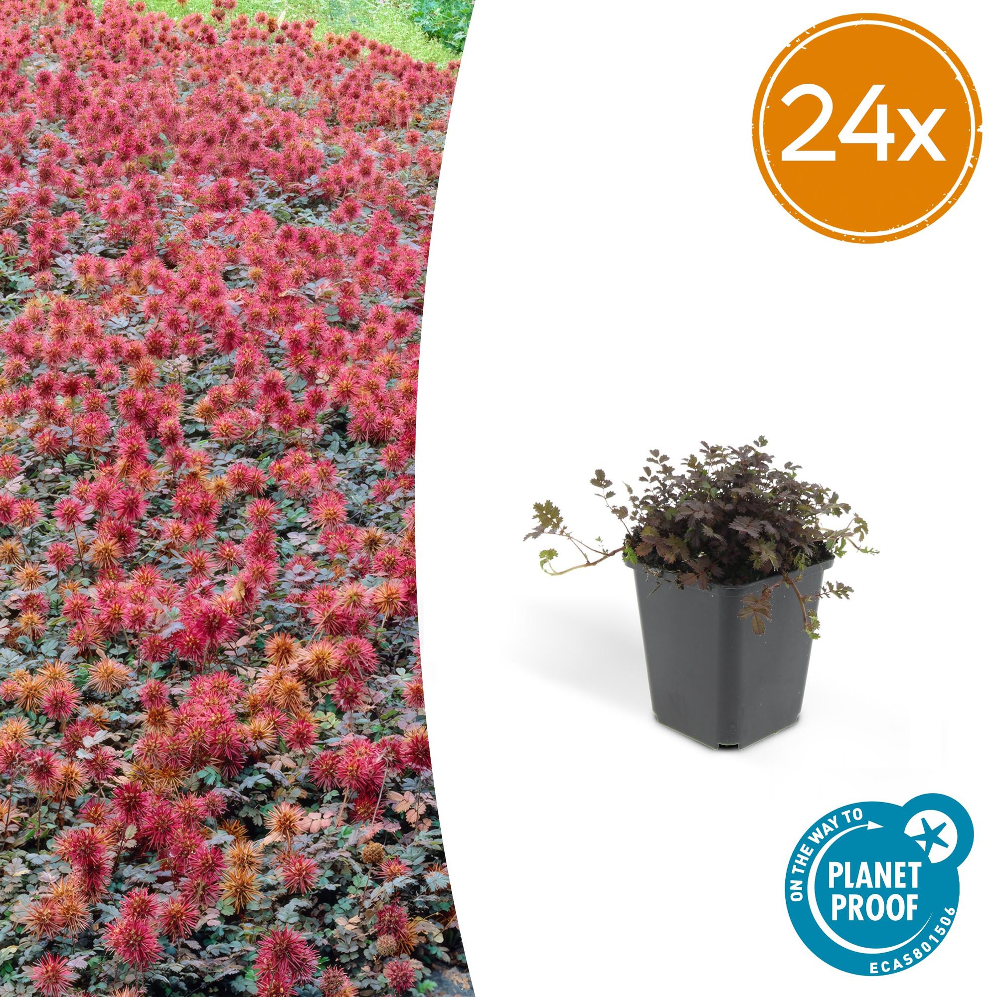 Acaena microphylla 'Kupferteppich' potmaat 9 cm hoogte 10 tot 25 cm