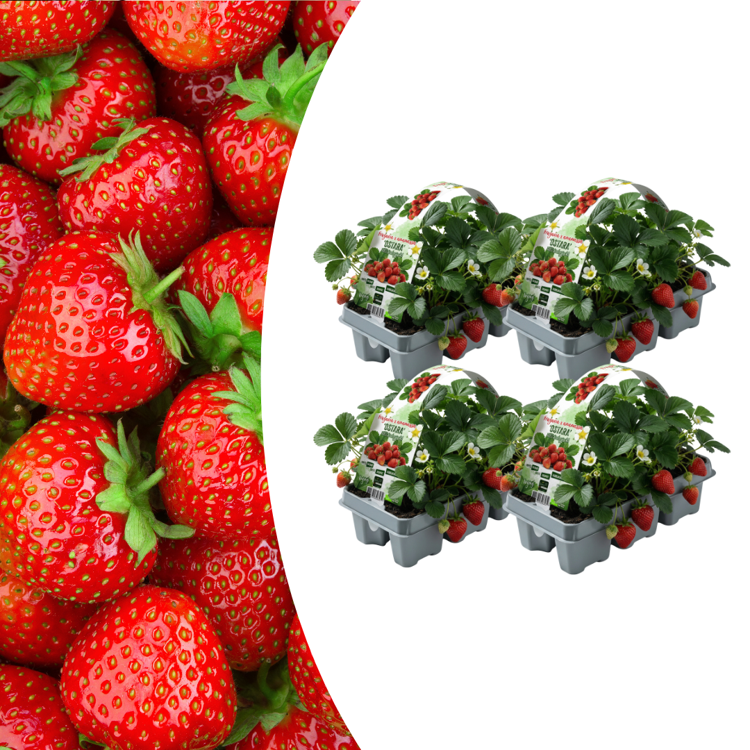 Aardbeien (Fragaria) 100% biologisch (6 pack) potmaat 7 cm hoogte 15 cm