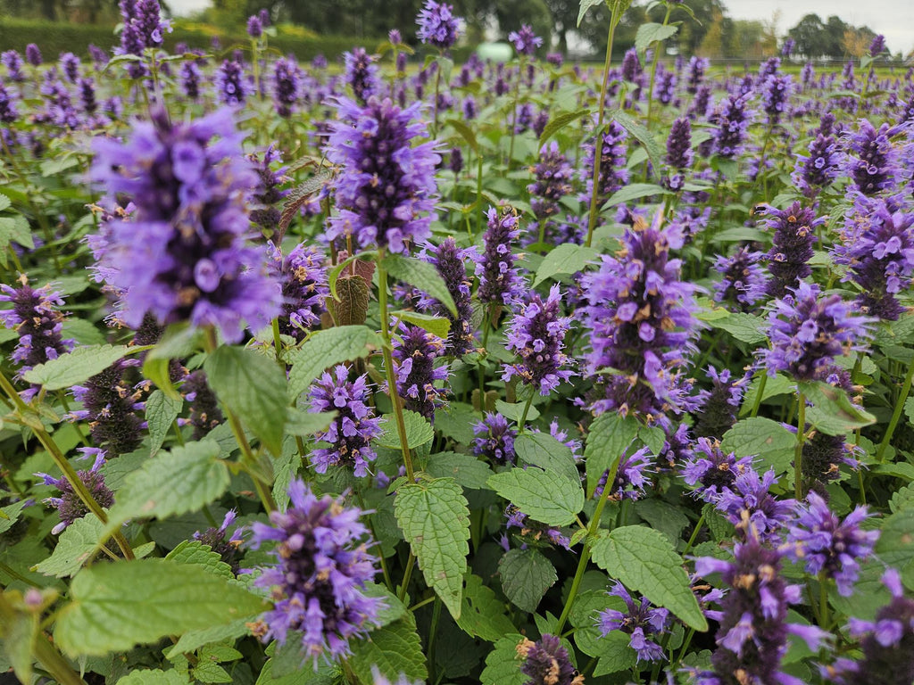 Agastache 'Blue Fortune' potmaat 9 cm hoogte 10 tot 25 cm