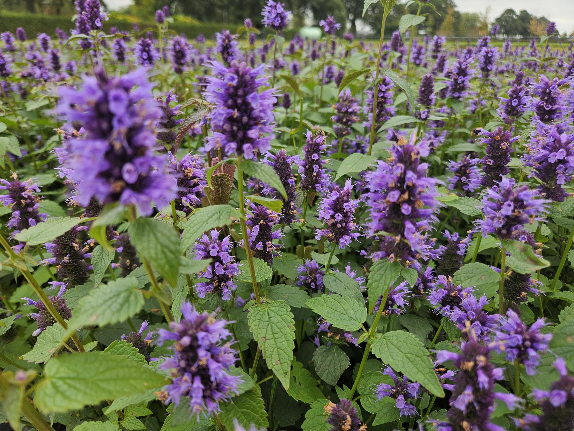 Agastache 'Blue Fortune' potmaat 9 cm hoogte 10 tot 25 cm