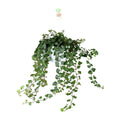 Hedera Wonder Green - Ø24cm - ↕70cm - Ø17 - ↨70cm