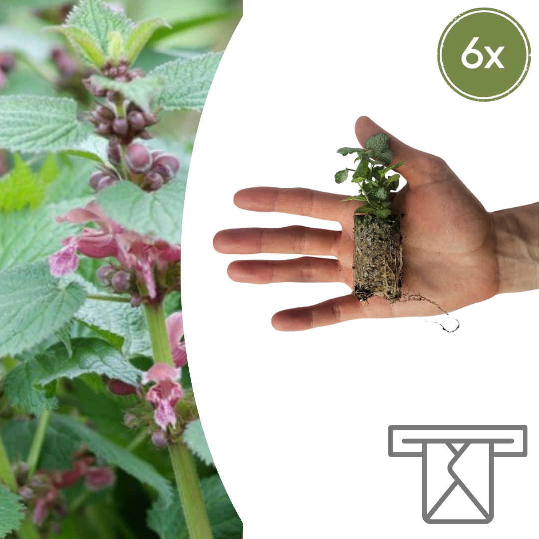 Lamium Zelf Kweken (plug) (6 stuks) potmaat 3 cm hoogte 4 cm