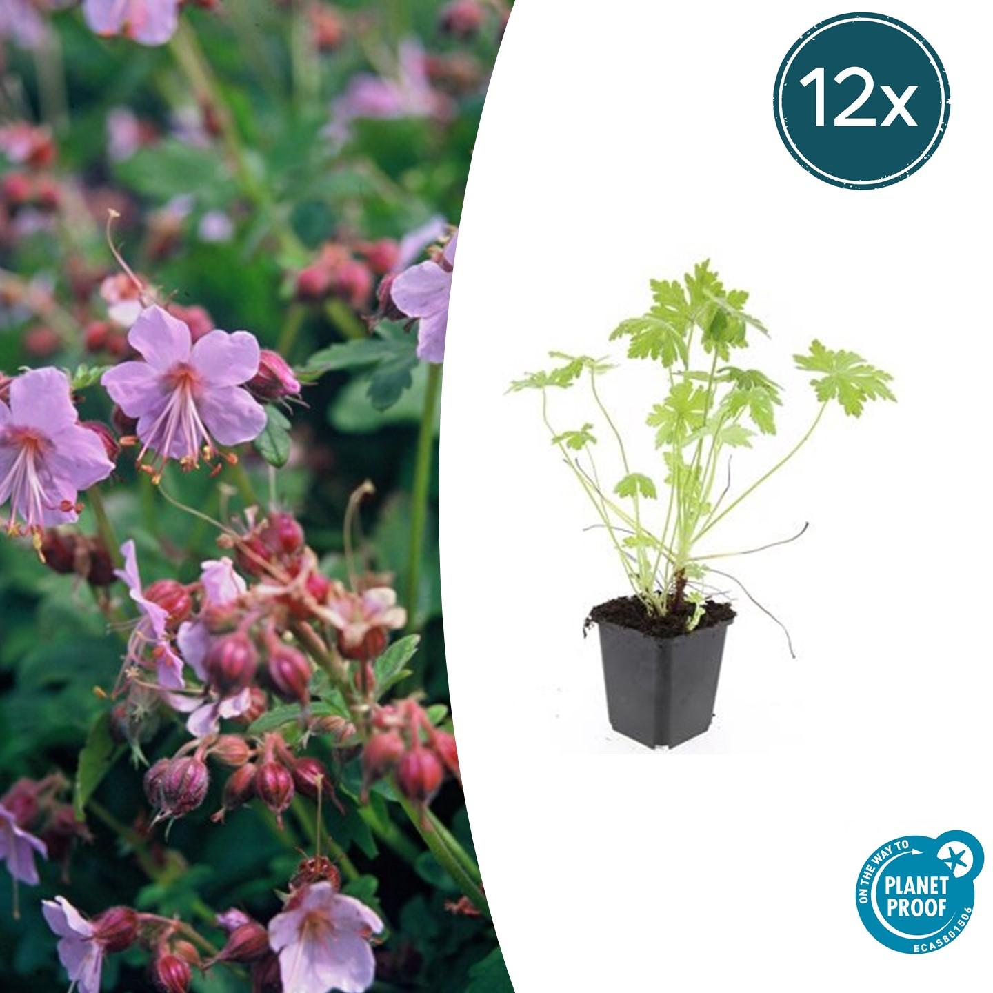 Geranium macrorrhizum potmaat 9 cm hoogte 10 tot 25 cm