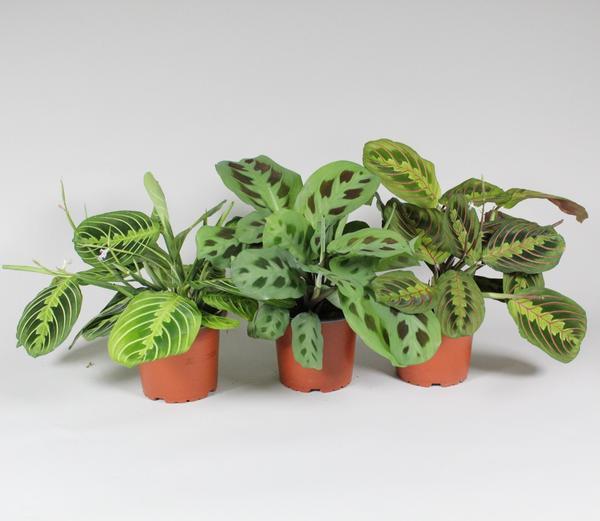 Maranta Leuconeura 'Fascinator' Mix (3 soorten) potmaat 12 cm hoogte 30 cm