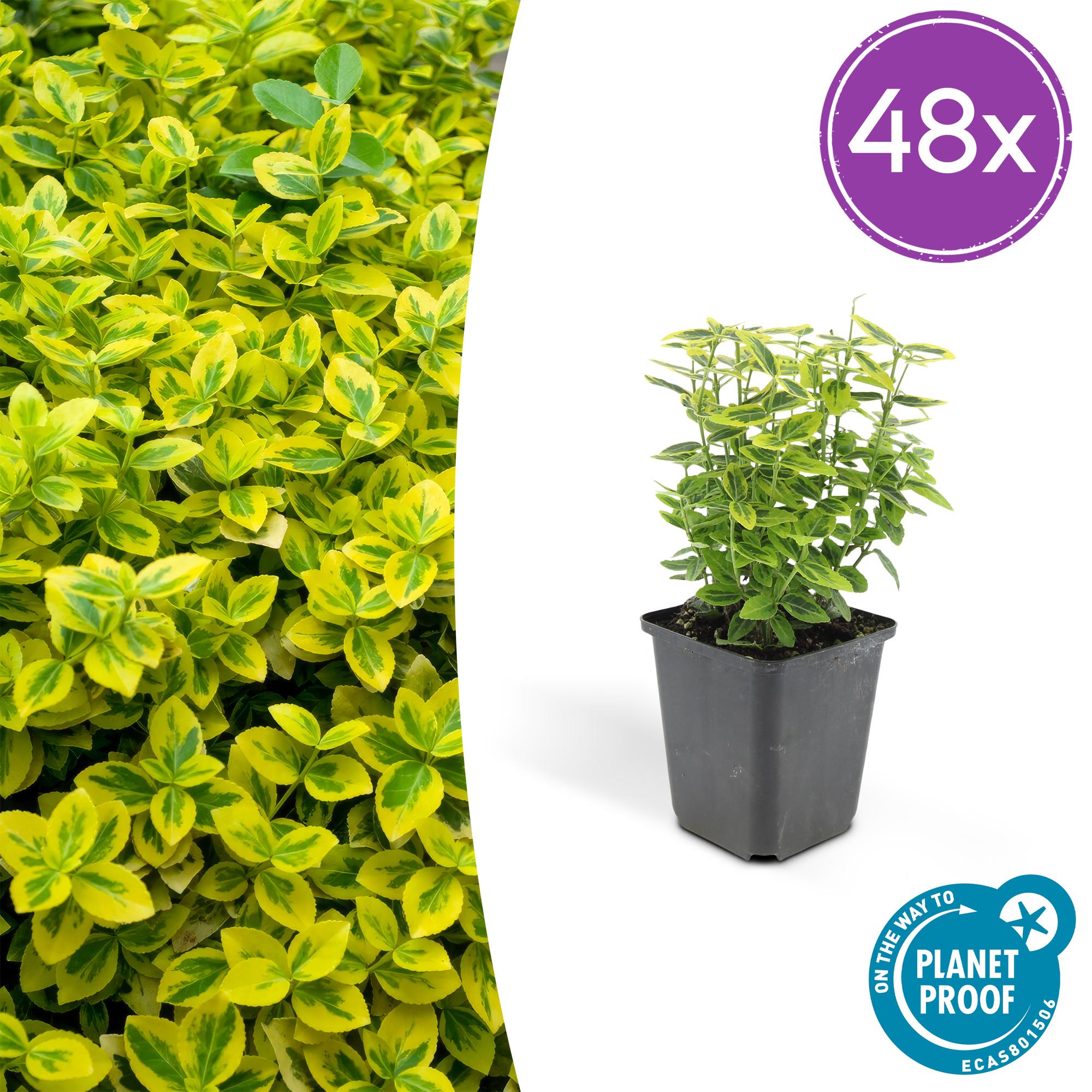 Euonymus fort. 'Emerald 'n Gold’ potmaat 9 cm hoogte 10 tot 25 cm