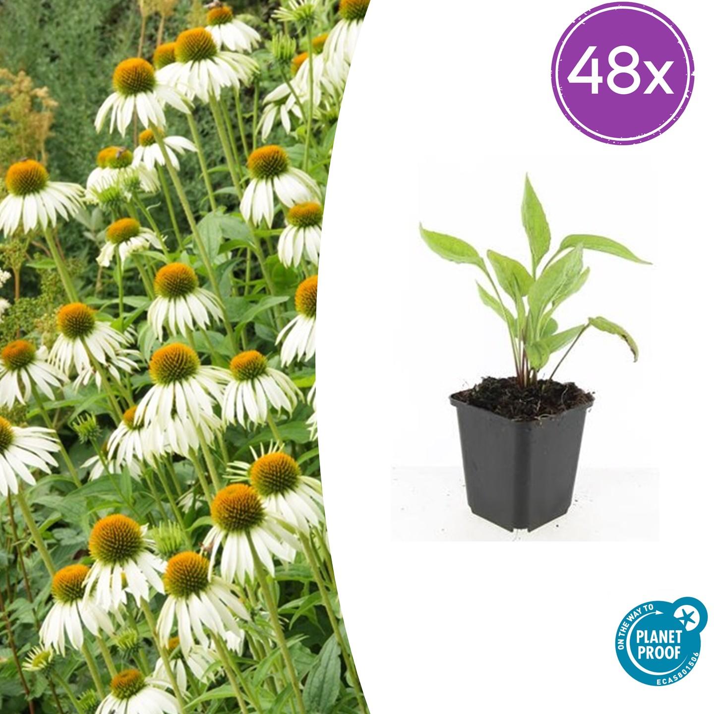 Echinacea p. 'White Swan' potmaat 9 cm hoogte 10 tot 25 cm