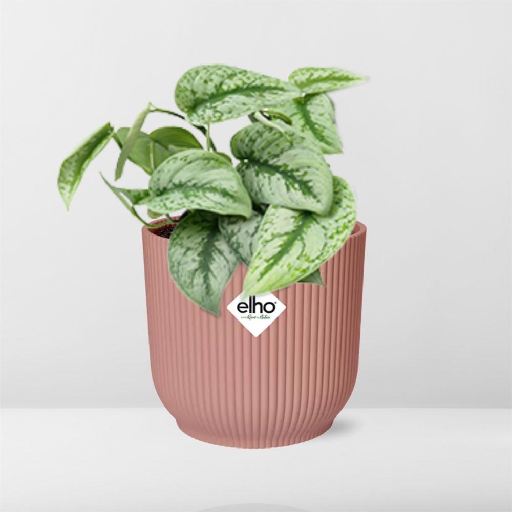 Scindapsus Pictus ‘Trebie’ in ELHO Vibes Fold 14cm roze