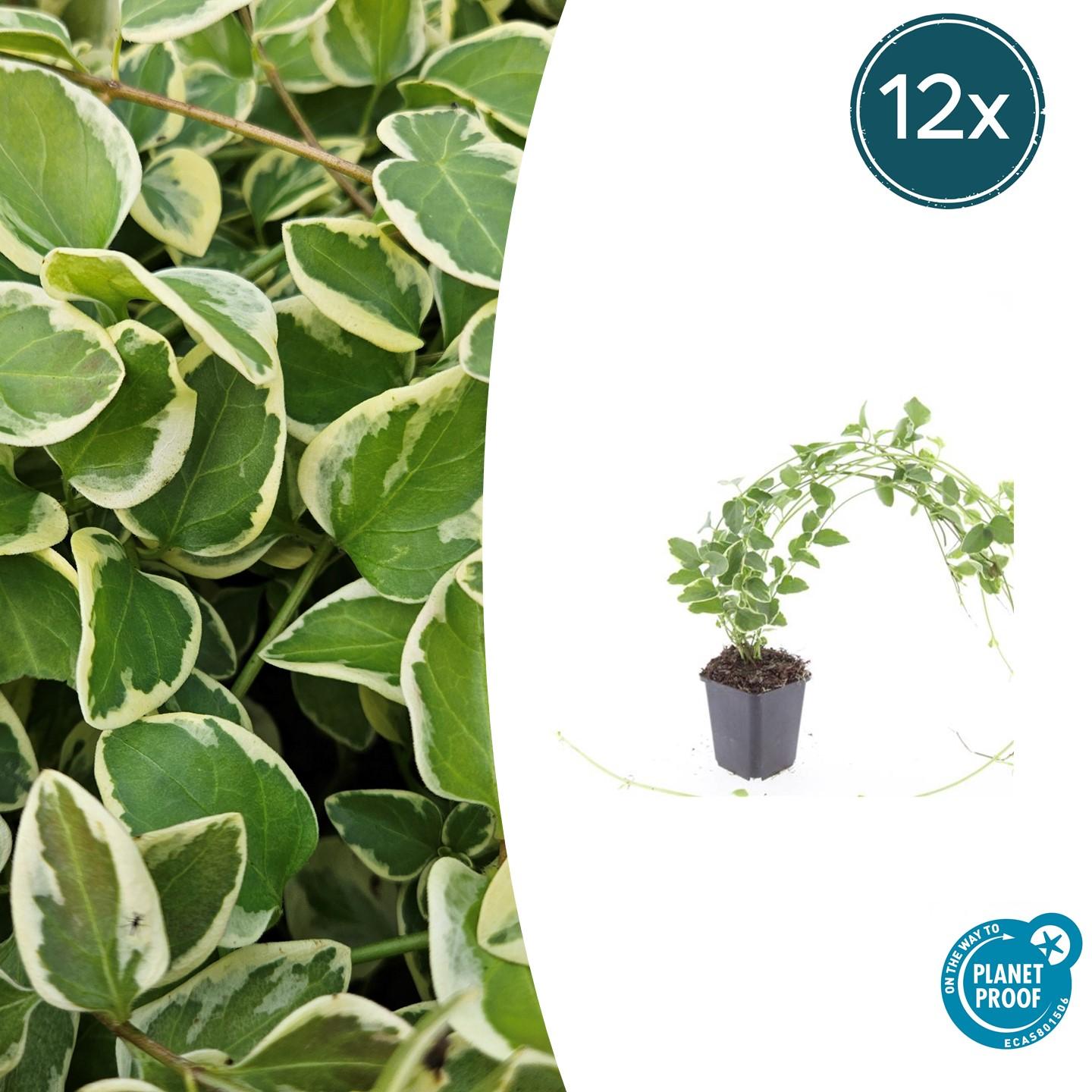 Vinca major 'Variegata' potmaat 9 cm hoogte 10 tot 25 cm
