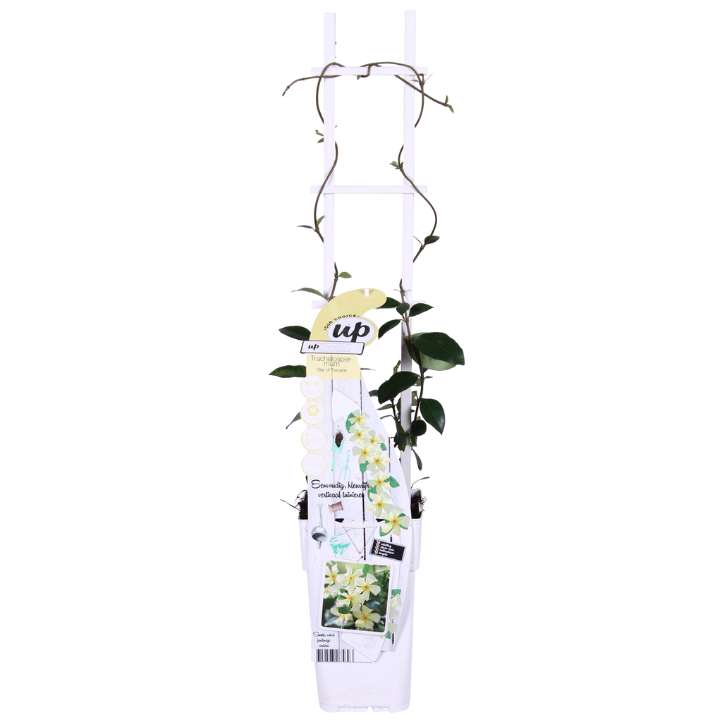 Trachelospermum 'Star of Toscana' - Toscaanse Jasmijn Geel - Ø15cm - ↕65cm