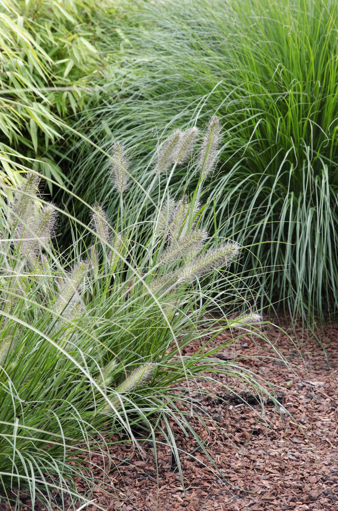 Pennisetum alopecuroides 'Hameln' - Ø19cm - ↕40cm - Ø14 - ↨30cm