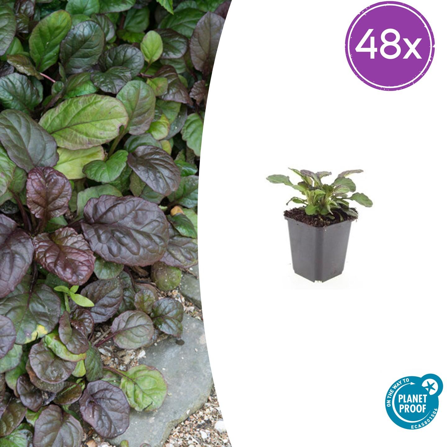Ajuga reptans 'Catlin's Giant' potmaat 9 cm hoogte 10 tot 25 cm