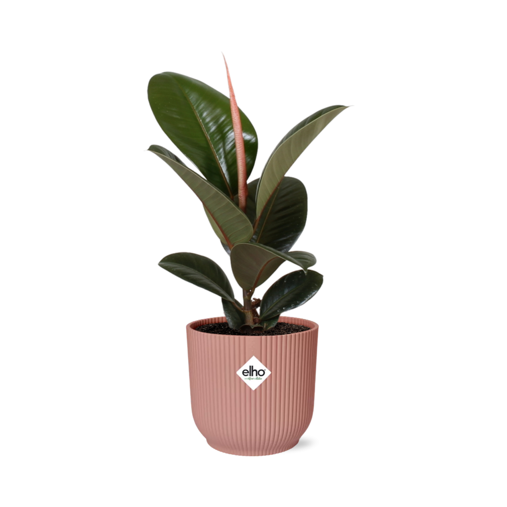 Ficus Elastica ‘Robusta’ in ELHO Vibes Fold 14cm roze